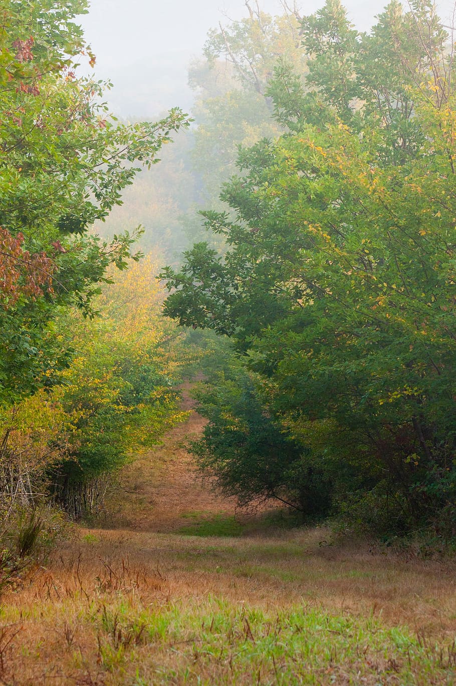fall, landscape, nature, trees, leaves, autumn, atmospheric HD wallpaper