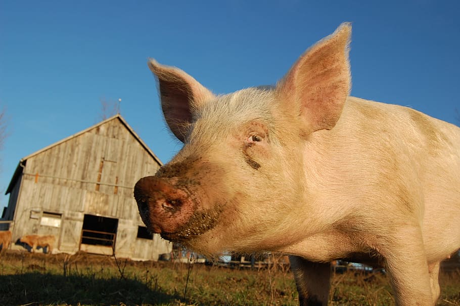 pig, pork, natural, range, farm, livestock, healthy, mammal HD wallpaper