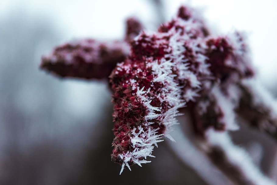 Shallow Focus Photography of Red Plant, blur, blurred background HD wallpaper