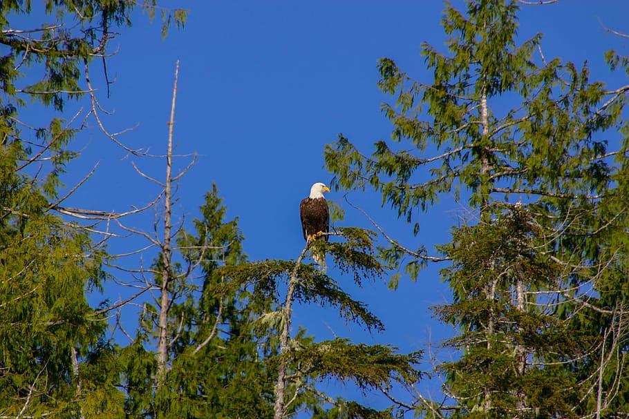 adler, white tailed eagle, canada, vancouver, bald eagle, raptor HD wallpaper