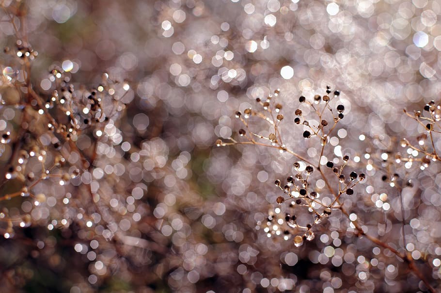 Defocused Image of Christmas Tree, close-up, dew, macro, rain HD wallpaper