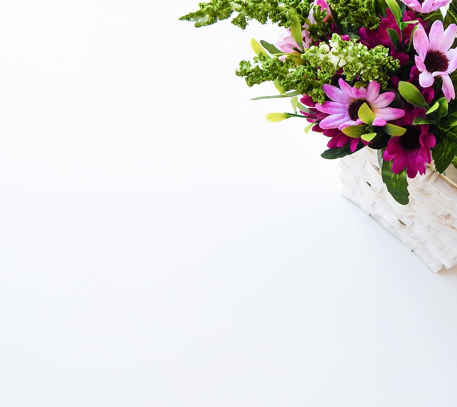 saint lucia, flatlay, flower, whitespace, minimalism, flowering plant, HD wallpaper