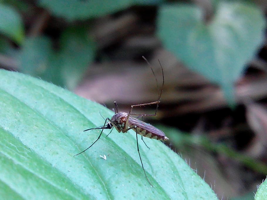 loaf, grass, tree, invertebrate, insect, animal wildlife, animals in the wild HD wallpaper