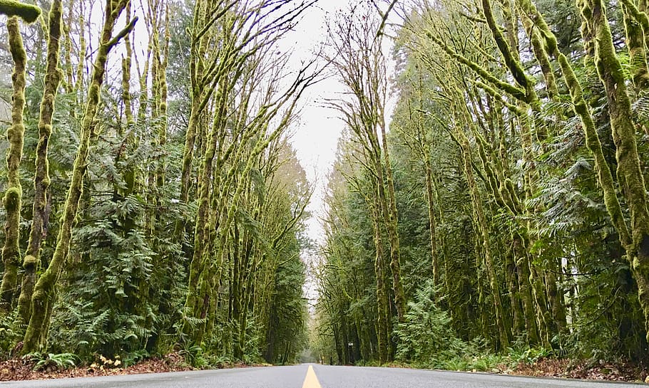 grey concrete road between trees, plant, way, highway, tarmac HD wallpaper