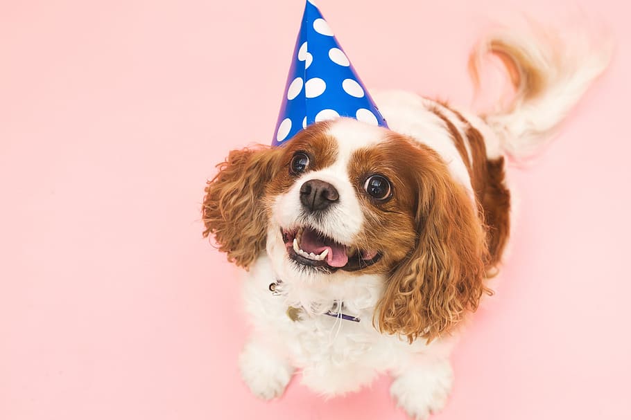 Dog In Birthday Hat Photo, Dogs, Animals, Portraits, Fun, Pets, HD wallpaper