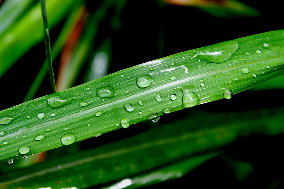 rain, drops, water, green, wet, green color, plant, blade of grass HD wallpaper