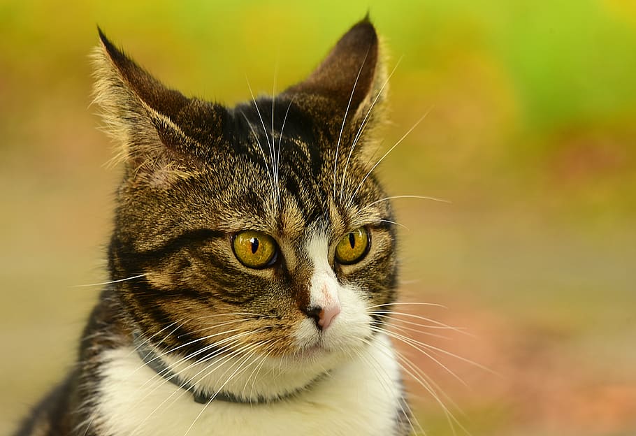 cat, mackerel, tabby, pet, animal, mammal, feline, head, eye HD wallpaper