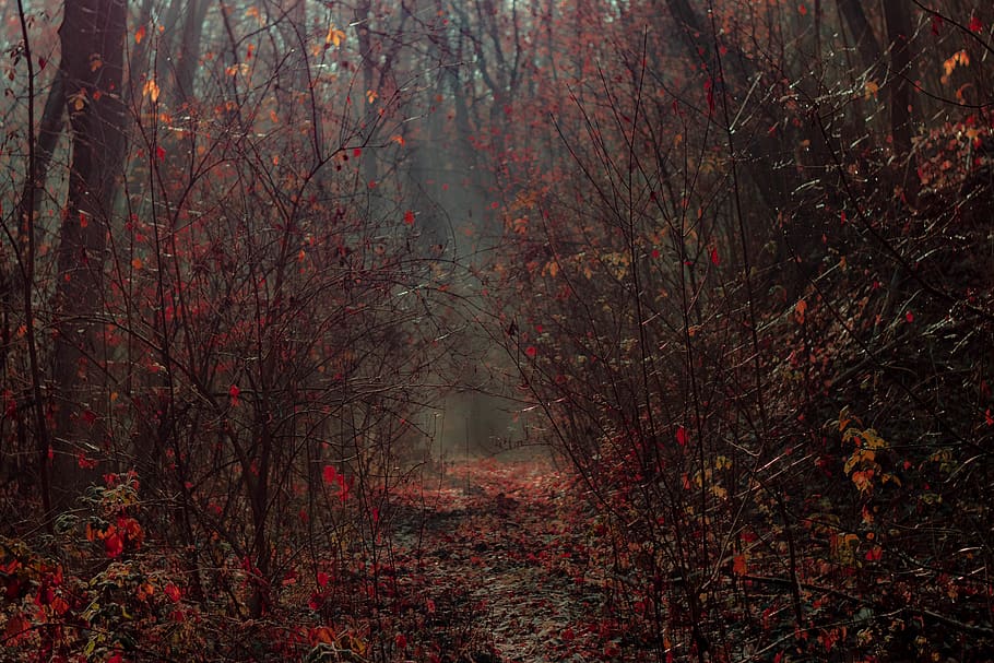 trees at forest during daytime, plant, land, fog, autumn, change HD wallpaper