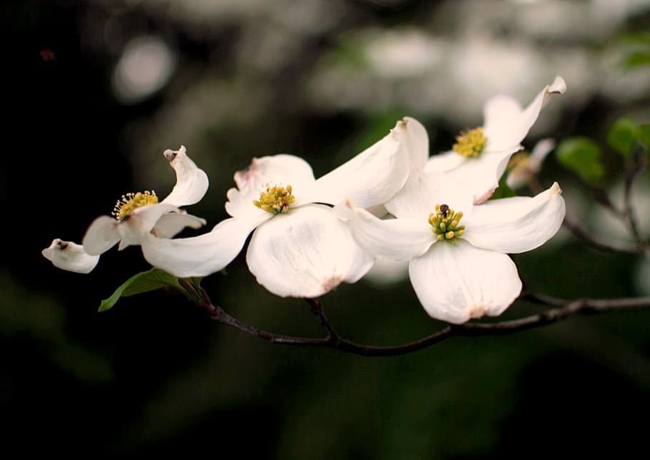 white petaled flower, flowering plant, freshness, beauty in nature HD wallpaper