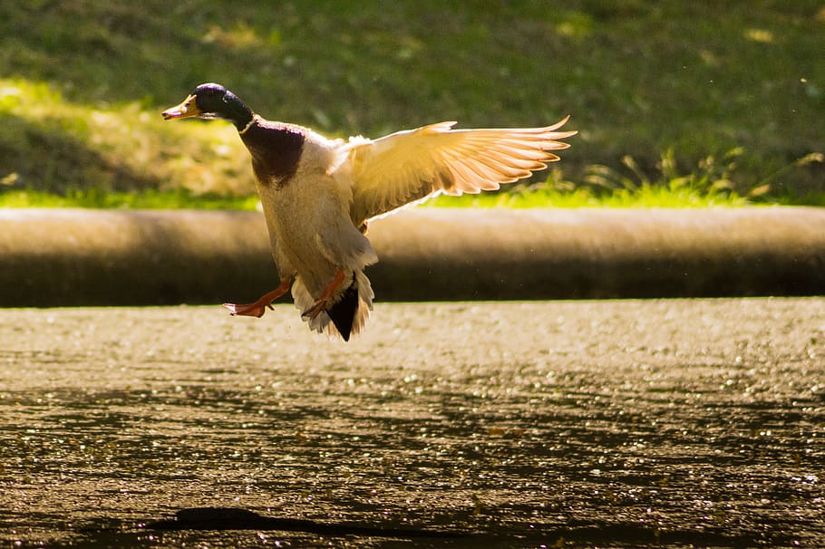 duck, bird, wings, flying, animal, water, beak, vertebrate HD wallpaper