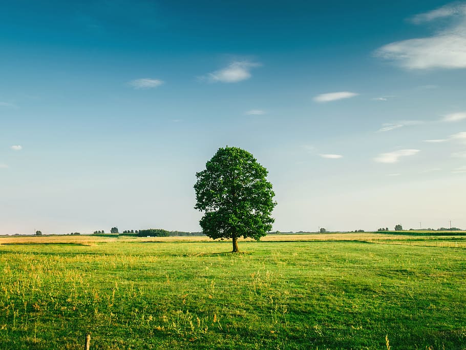 Tall Tree on the Middle of Green Grass Field during Daytime, clouds HD wallpaper