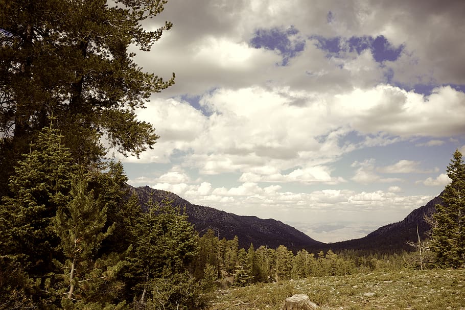 trees, lee canyon, view, nature, cloud - sky, beauty in nature HD wallpaper