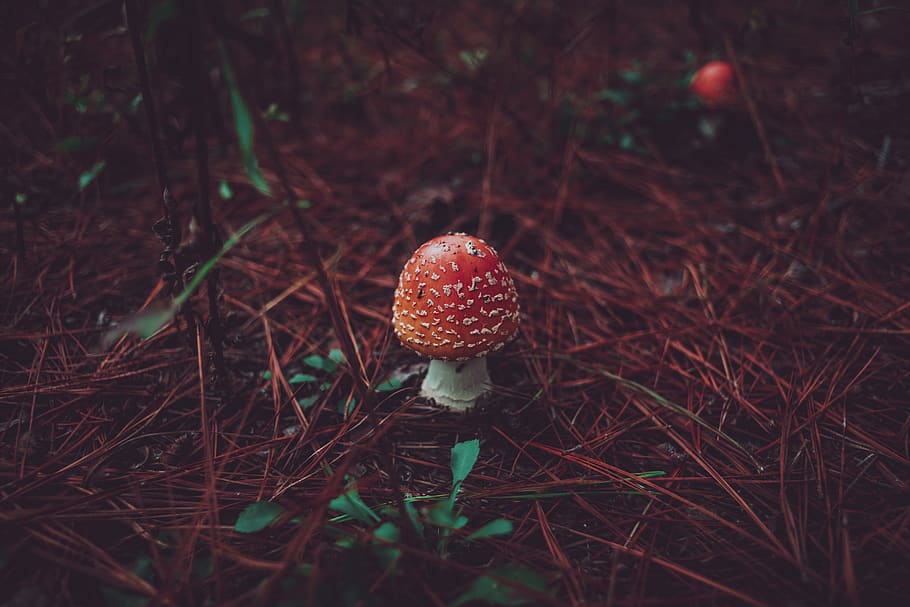 selective focus photography of toadstool, plant, agaric, mushroom, HD wallpaper