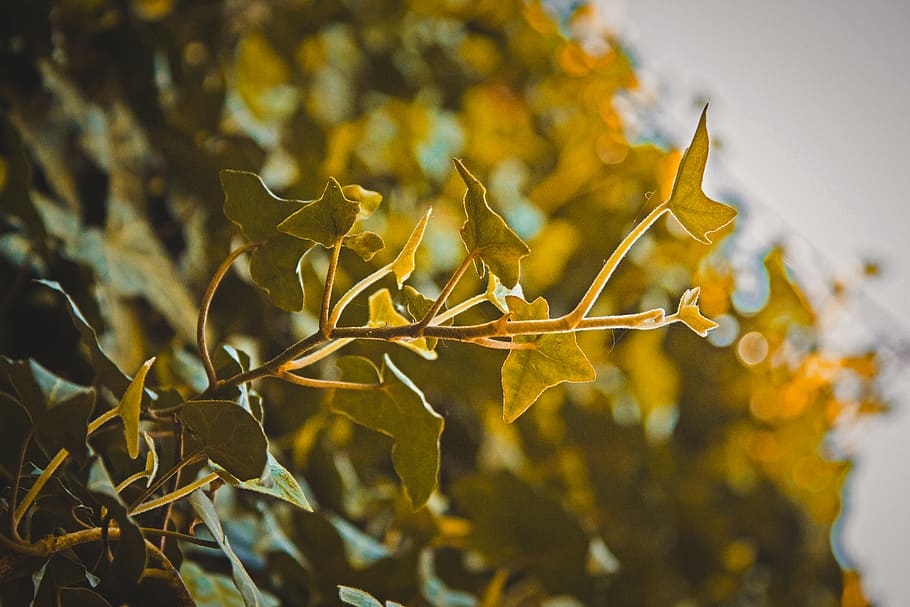 plant, leaf, light, sunlight, flare, tree, green, nature, shadow HD wallpaper