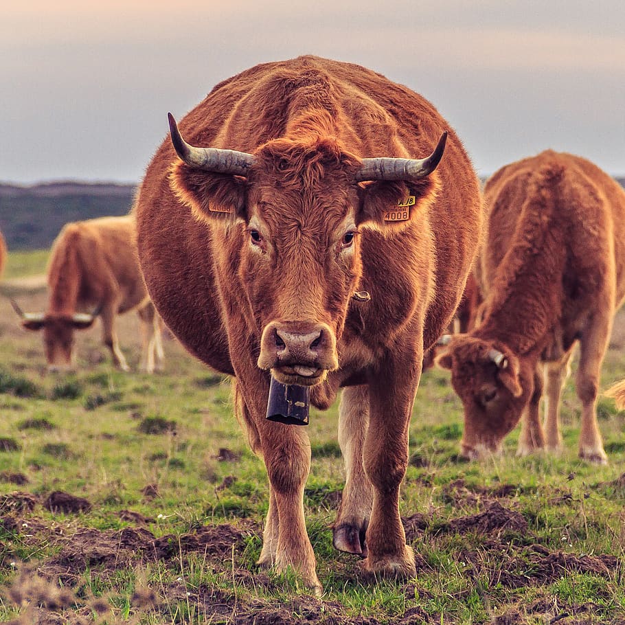 brown cattle, mammal, animal themes, livestock, domestic animals HD wallpaper
