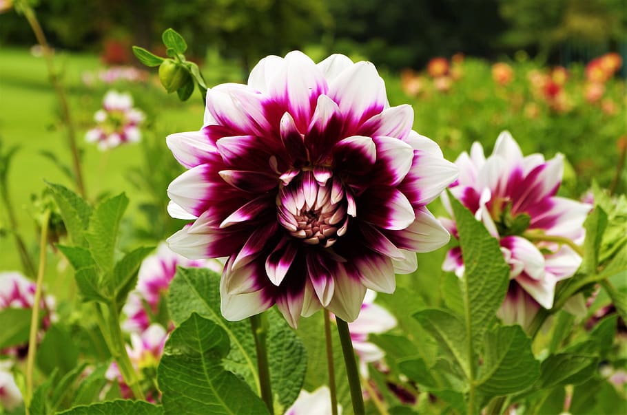flower, dalia, flowering plant, freshness, fragility, beauty in nature HD wallpaper