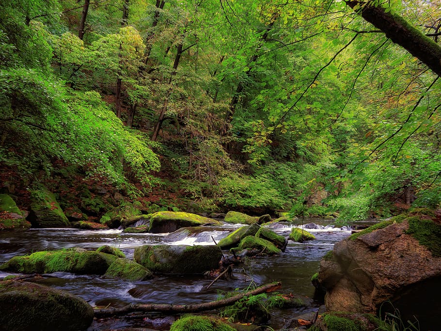 landscape, river, bach, nature, creek, rock, forest, river valley HD wallpaper