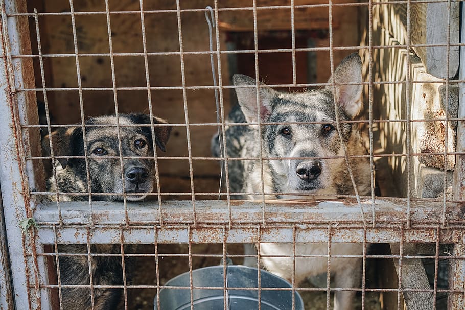 two dogs in cage during daytime, animal themes, mammal, group of animals HD wallpaper