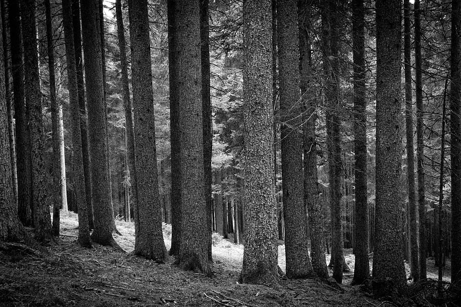 forest, tree, plant, tree trunk, vegetation, spruce, blackandwhite HD wallpaper