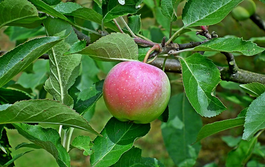 apple, fruit, eating, nature, food, tree, bio, closeup, sprig HD wallpaper