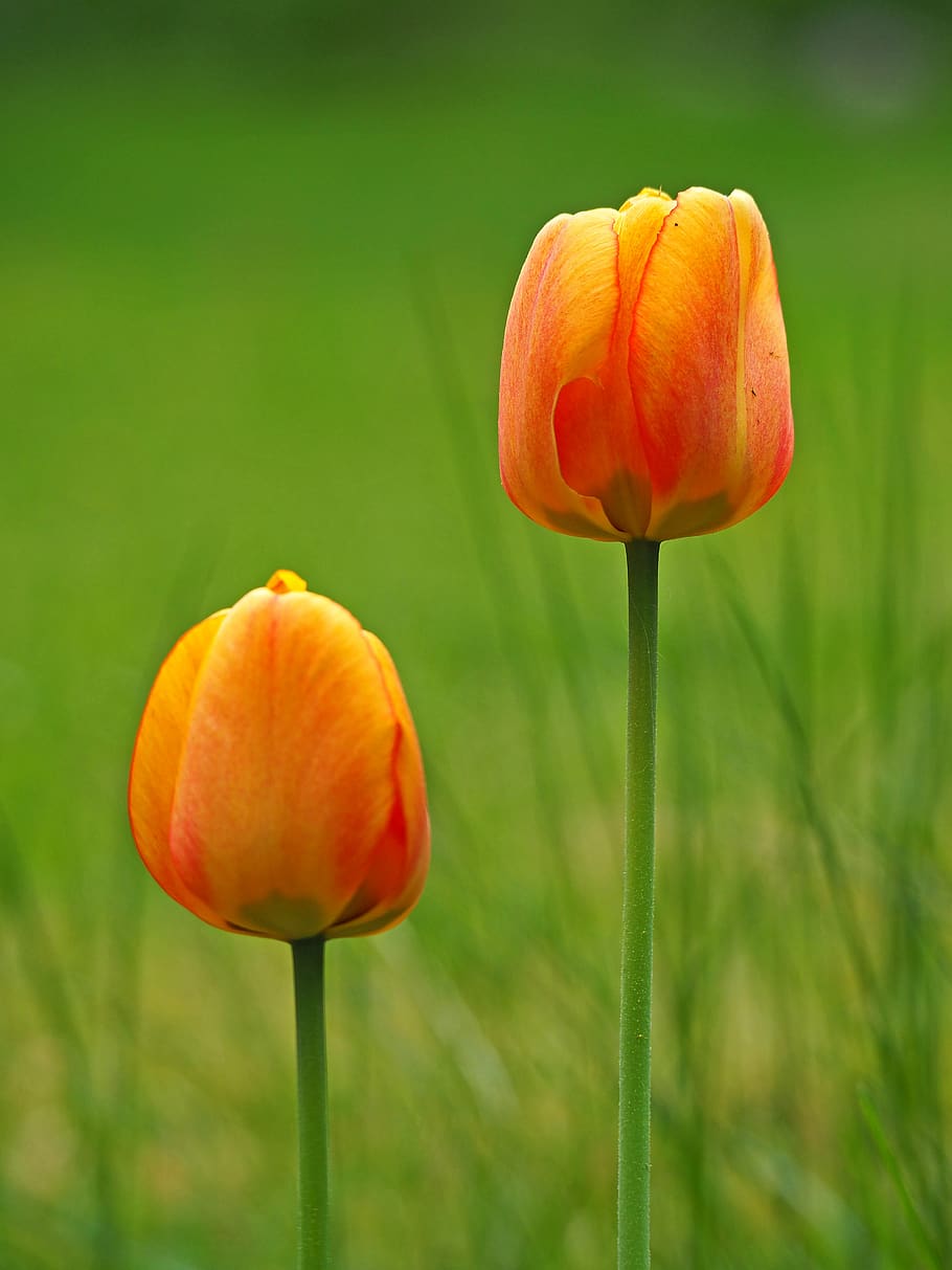 summer, spring, tulip, garden, flowering plant, freshness, fragility HD wallpaper