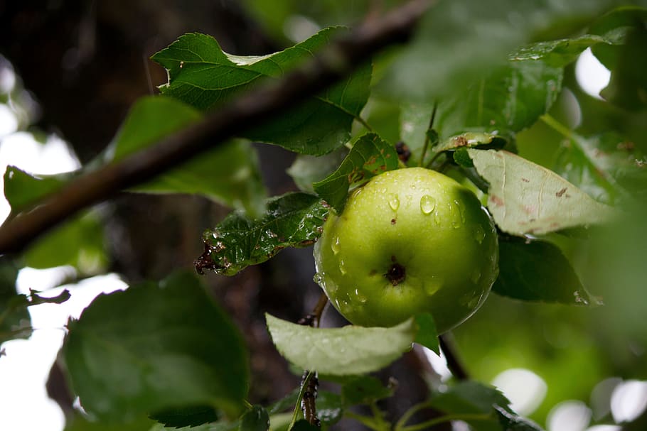apple, apples, apple tree, fruit, garden, fresh, harvest, ripe HD wallpaper