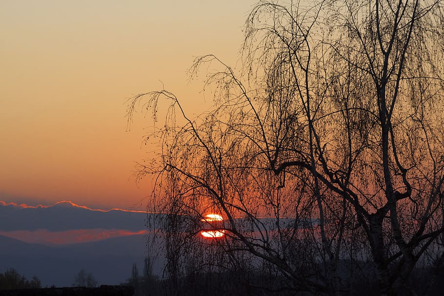 abendstimmung, sunset, sky, evening sky, cloud, birch, tree HD wallpaper