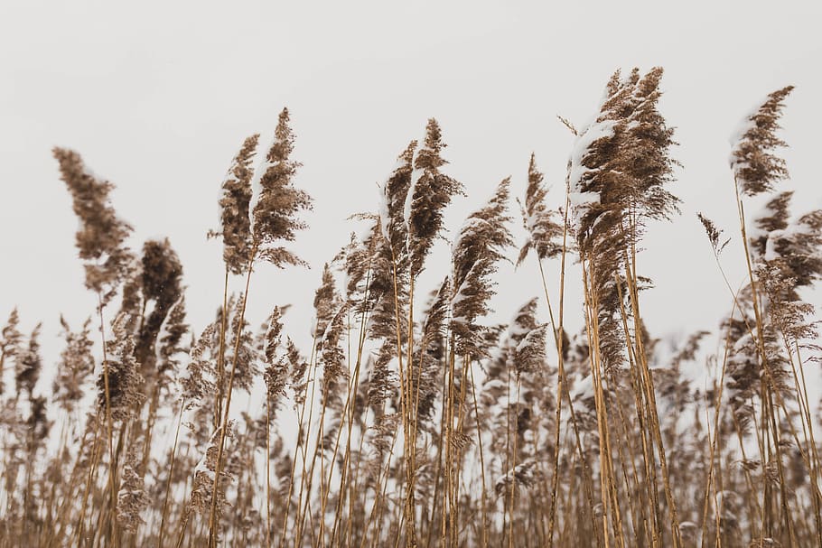peace, snow, plants, winter, nature, growth, sky, tranquility HD wallpaper
