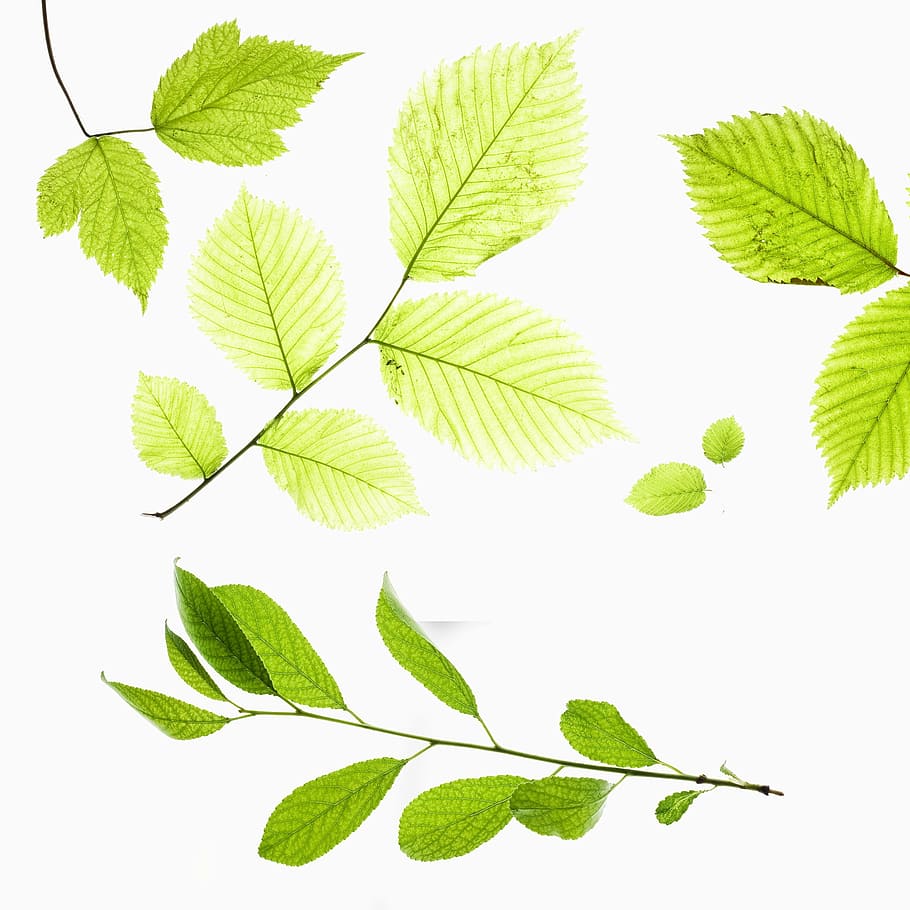 closeup, fresh, freshness, green, leaf, life, macro, natural HD wallpaper