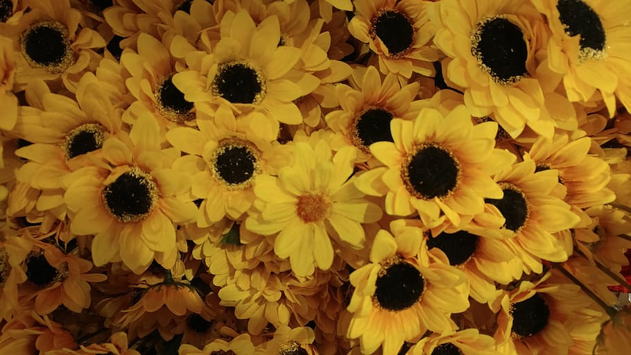given, sunflower, flowers, nature, flowering plant, yellow HD wallpaper