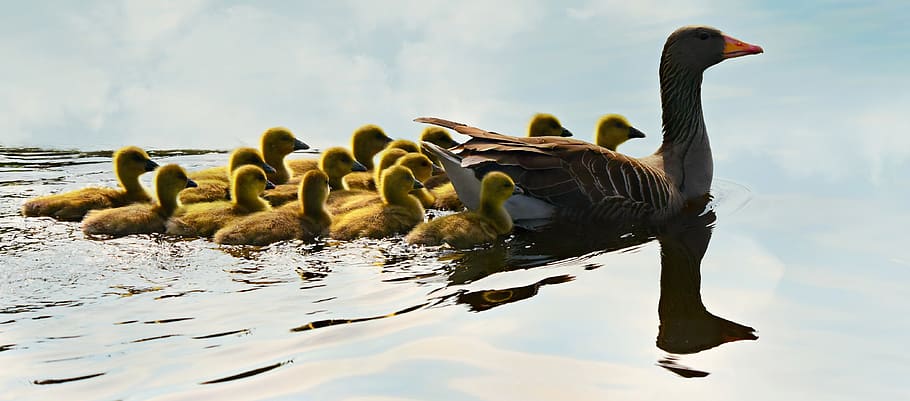 goose, water bird, animal, gosling, young, chicks, swimming, HD wallpaper