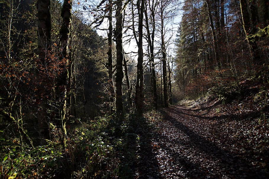 nature, forests, trees, branches, twigs, road, path, plants HD wallpaper