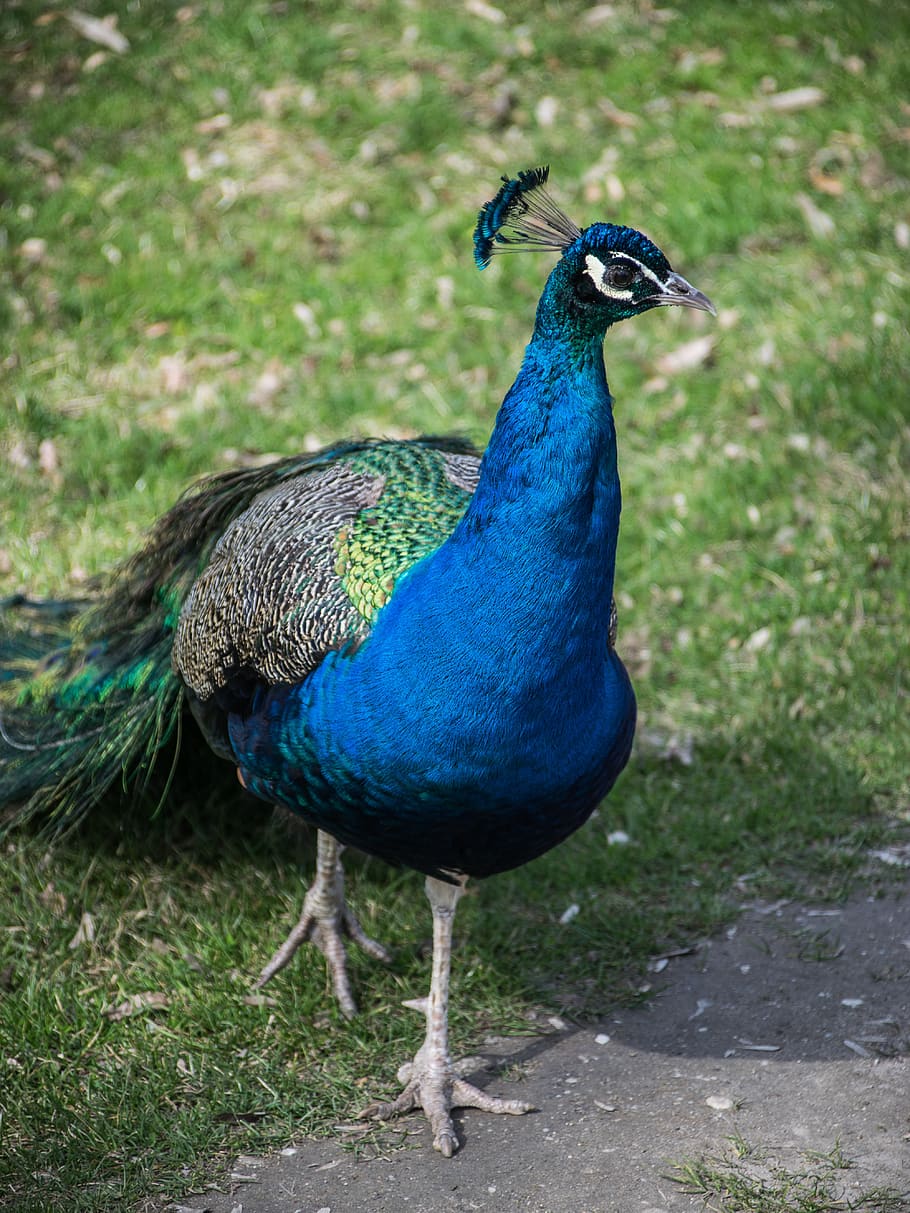 peacock, colored, feather, blue, elegant, beautiful, animal themes HD wallpaper