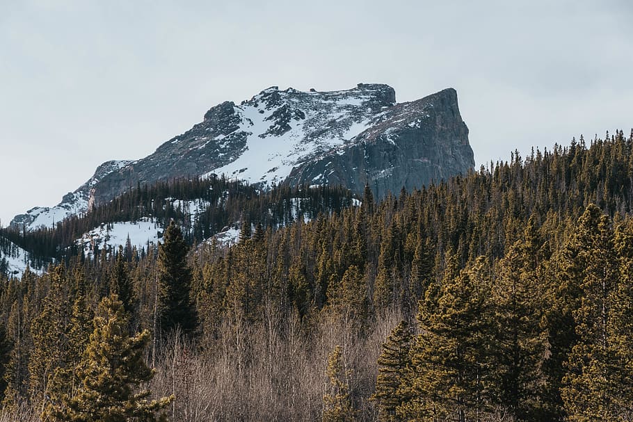 gray mountain, tree, beauty in nature, winter, sky, cold temperature HD wallpaper