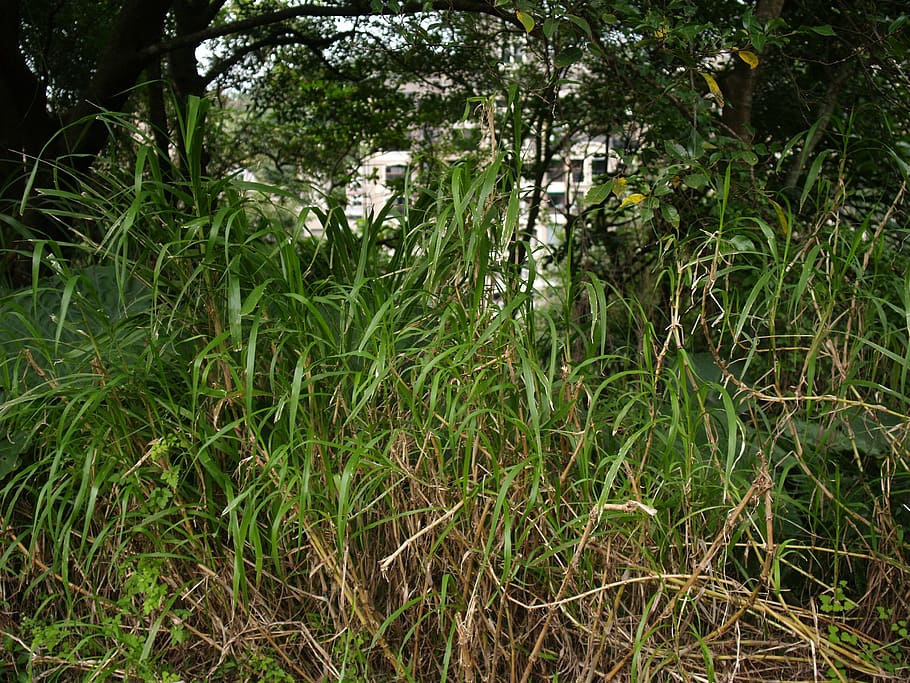 plant, bamboo, outdoors, garden, arbour, grass, ditch, tree, HD wallpaper