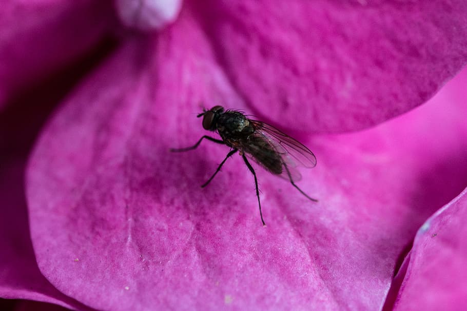 fly, insect, animal, wild, nature, flower, garden, blooming HD wallpaper