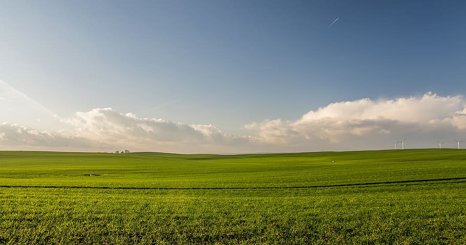 green, grass, field, farm, agriculture, plants, nature, crops HD wallpaper