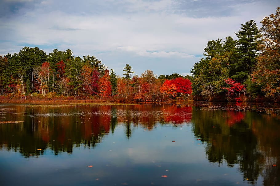 Body of Water and Trees, beautiful, bright, clouds, color, country HD wallpaper