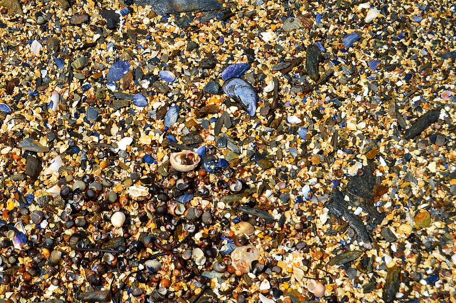 sand, beach, shells, maine, harpswell, blue shells, abundance HD wallpaper