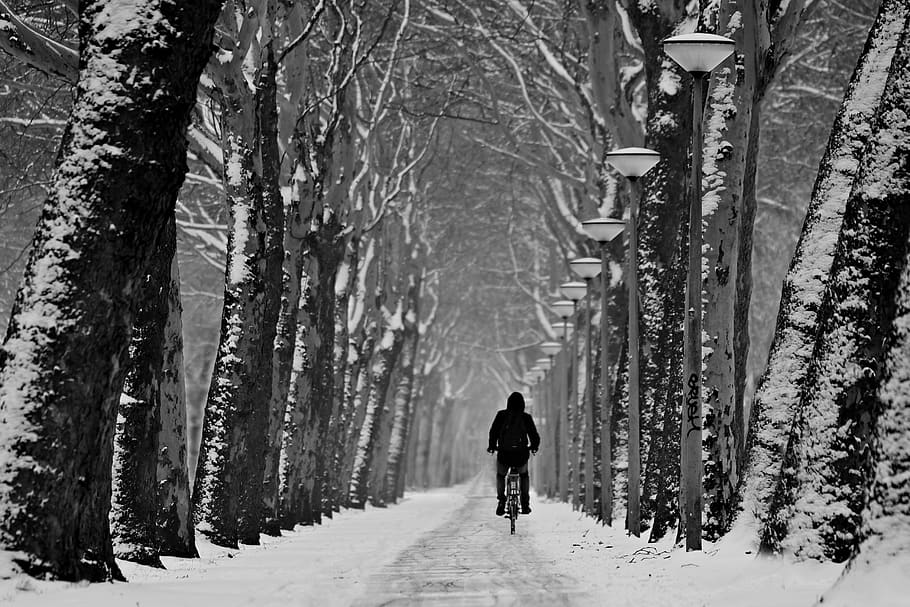 lane, tree lined, row, winter, snow, road, cyclist, perspective HD wallpaper