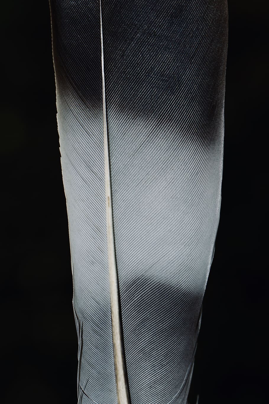 white feather, black background, studio shot, indoors, close-up HD wallpaper