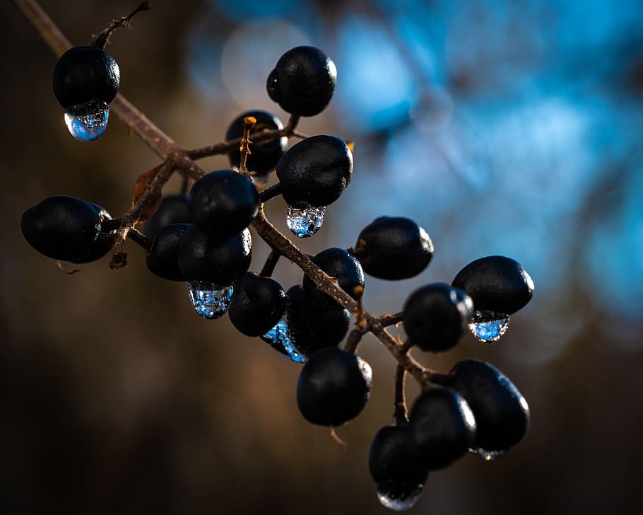 berries, drip, macro, black, fruit, food and drink, healthy eating HD wallpaper