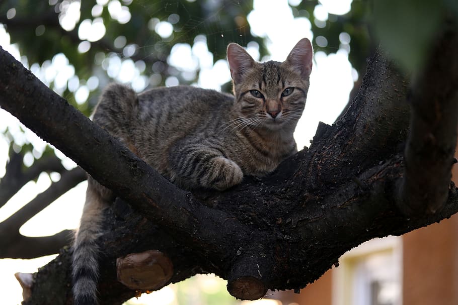 cat, small, cute, tree, climbing, animal themes, one animal HD wallpaper