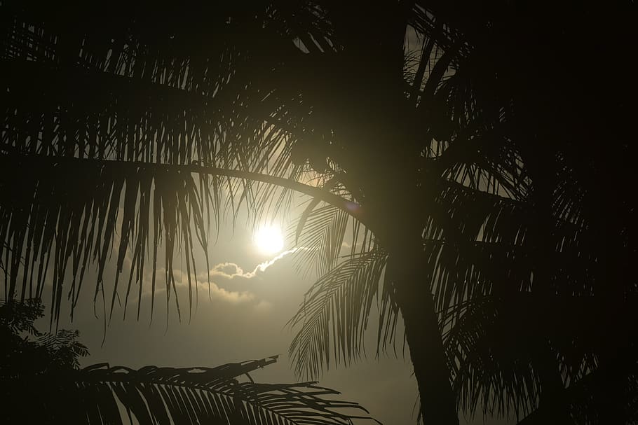 sun, leaf, sunrise, light, silhouette, cloud, morning, tree, HD wallpaper