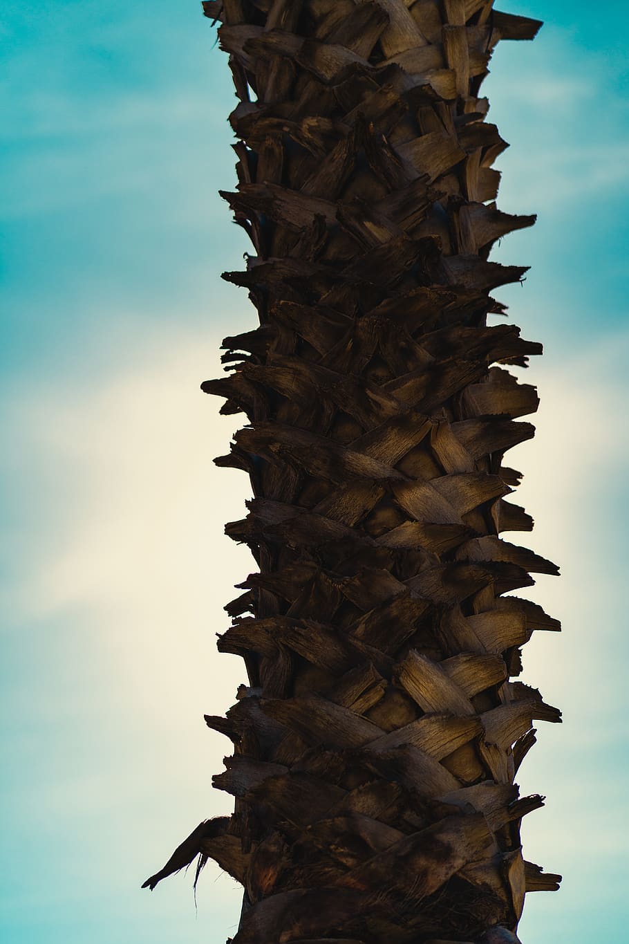 palm tree, bark, wood, santa monica, los angeles, nature, natural HD wallpaper