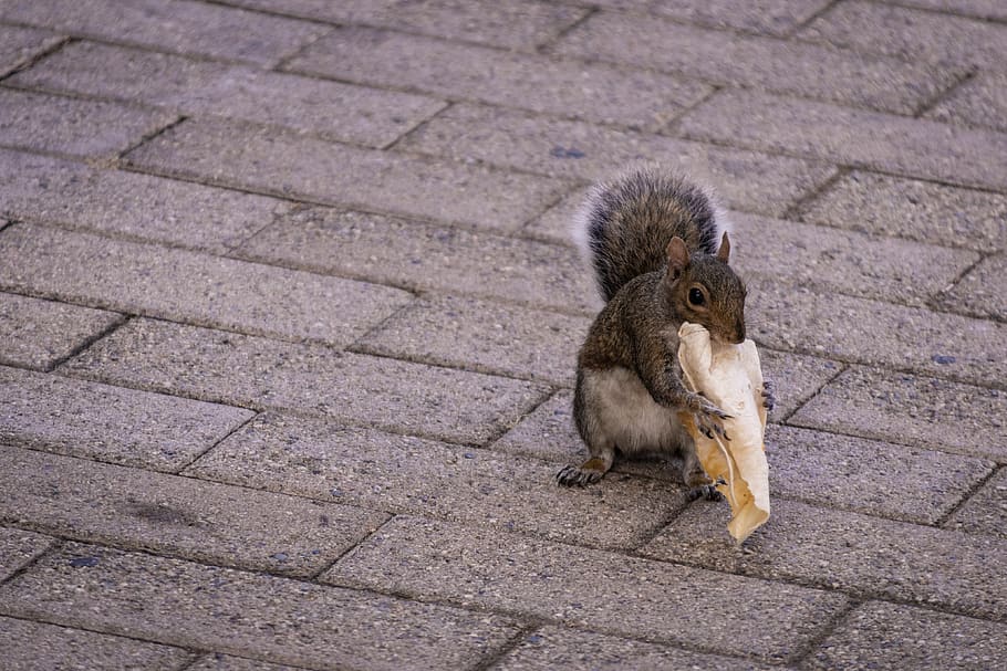 united states, mountain view, googleplex, squirrel, food, animal HD wallpaper