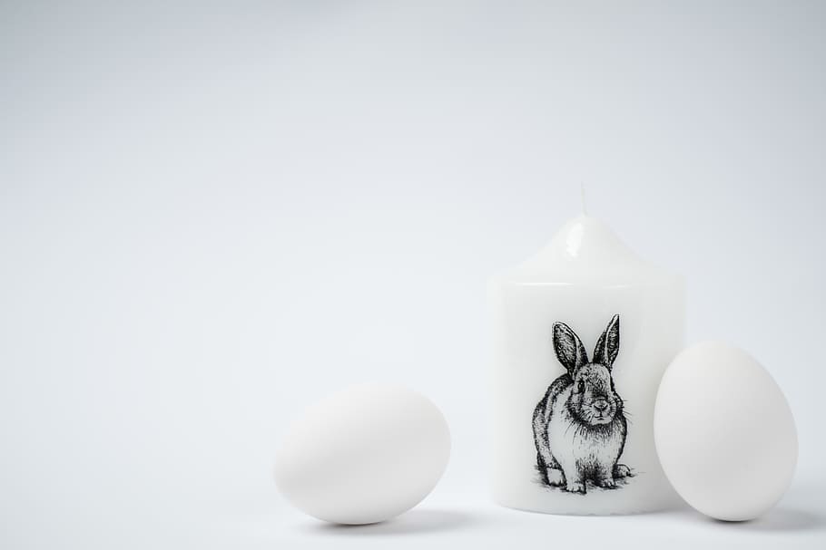 white cup with rabbit print, mammal, animal, domestic animals HD wallpaper