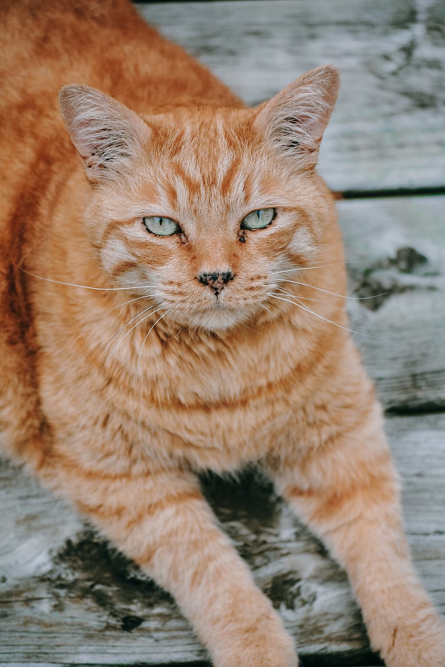 cat, cats, kitten, kittens, feline, mammal, pets, domestic HD wallpaper