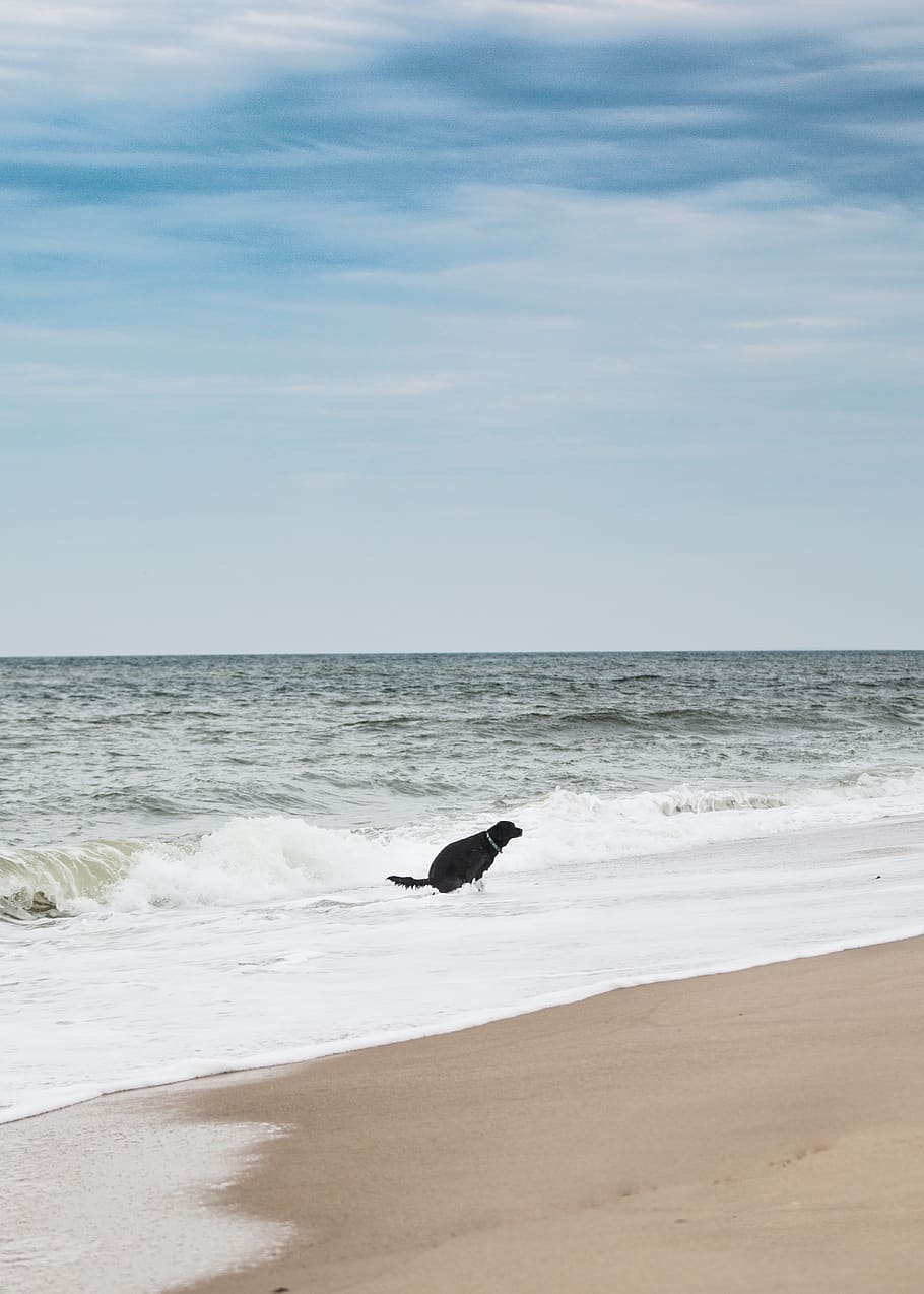 dog, water, funny, beach, bad, sea, horizon over water, land HD wallpaper