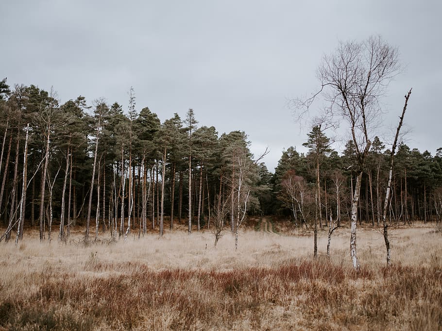 grass field and trees, plant, abies, fir, outdoors, nature, land HD wallpaper